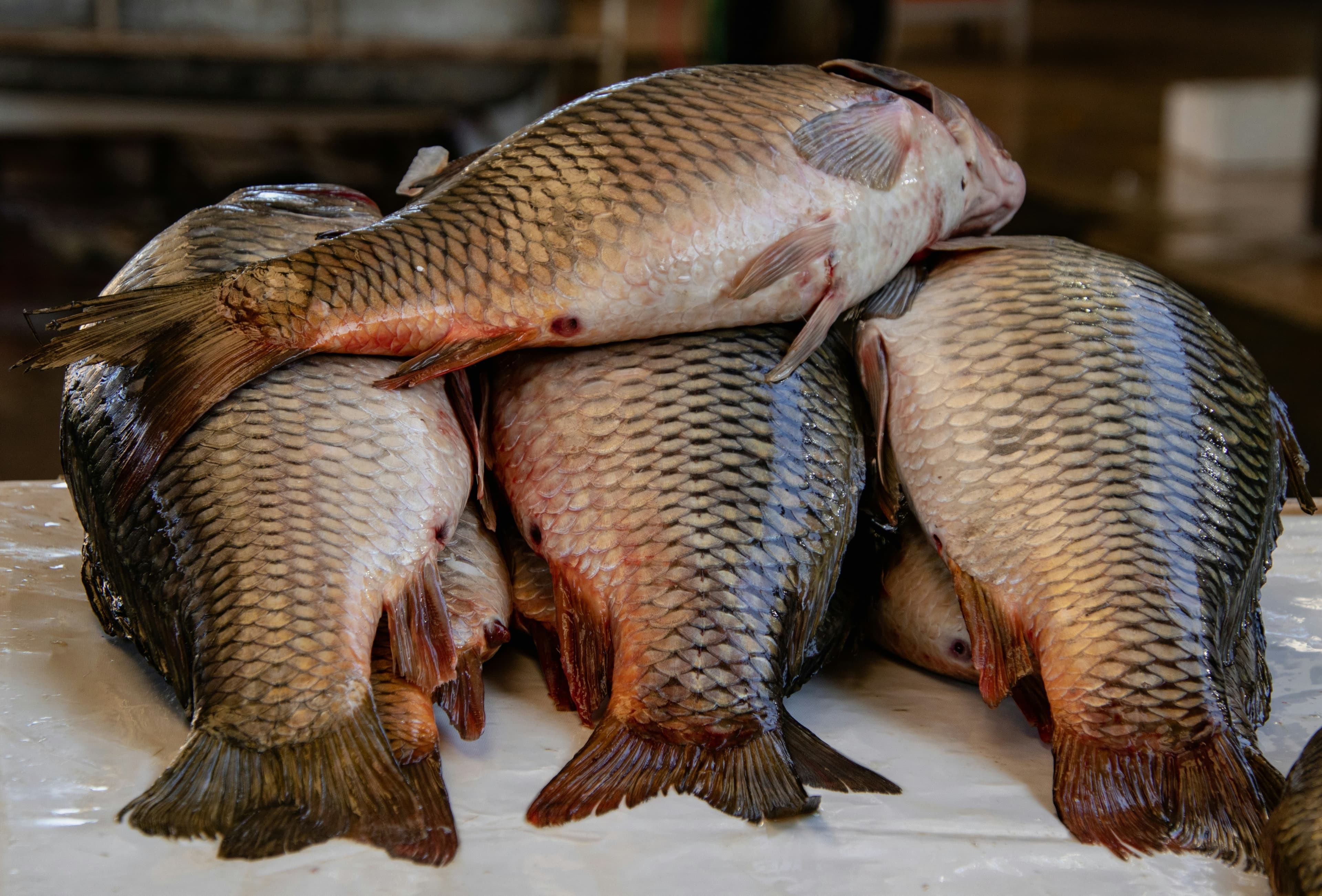 Fresh ice fish and meats